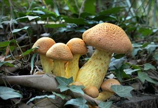 Tử vi thứ 2 ngày 21/3/2022 của 12 cung hoàng đạo: Xử Nữ ủ rũ, Bạch Dương căng thẳng