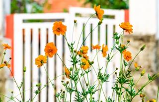 Tử vi thứ 3 ngày 29/3/2022 của 12 con giáp: Sửu được hậu thuẫn, Dậu đào hoa