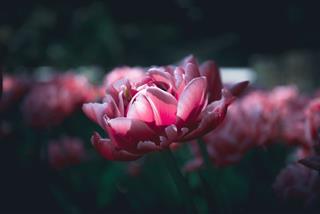 Tử vi tuần mới từ 9 - 15/5/2022 của 12 con giáp: Tị nhạy cảm, Dậu gặp sóng gió