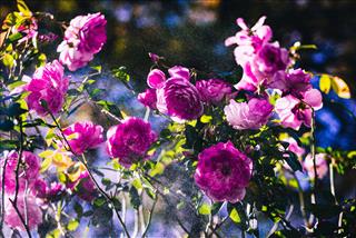 Tử vi Chủ nhật ngày 8/5/2022 của 12 con giáp: Mùi khôn khéo, Tuất thuận lợi