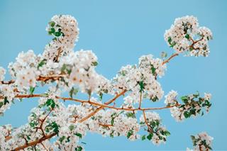 Tử vi thứ 3 ngày 12/4/2022 của 12 con giáp: Thìn tỏa sáng, Dậu gặp tiểu nhân