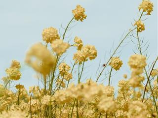 Tử vi thứ 3 ngày 17/5/2022 của 12 con giáp: Mùi vượng phát, Thân dứt khoát