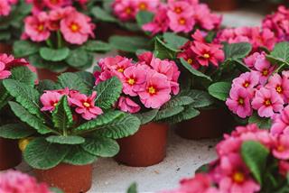 Tử vi thứ 4 ngày 18/5/2022 của 12 con giáp: Mùi có lợi, Sửu giỏi giang