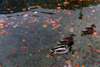 Tử vi thứ 2 ngày 30/5/2022 của 12 con giáp: Sửu nóng nảy, Mão khéo léo