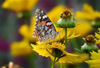 Tử vi thứ 4 ngày 1/6/2022 của 12 con giáp: Tý chật vật, Thân đón tin vui