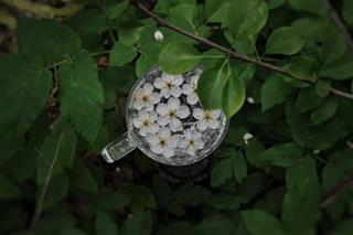 Tử vi tuần mới từ 6 - 12/6/2022 của 12 con giáp: Thìn tất bật, Hợi ổn định