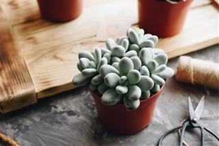 Tử vi thứ 3 ngày 28/6/2022 của 12 con giáp: Tị rủng rỉnh, Mùi thua thiệt