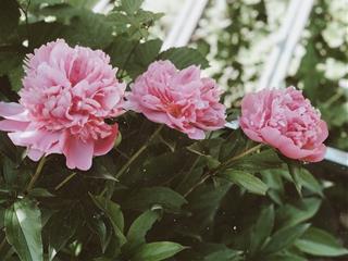 Tử vi Chủ nhật ngày 26/6/2022 của 12 cung hoàng đạo: Ma Kết kín đáo, Song Ngư vui vẻ