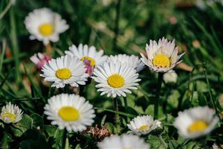 Tử vi Chủ nhật ngày 10/7/2022 của 12 con giáp: Hợi tránh được họa, Tuất chịu thiệt