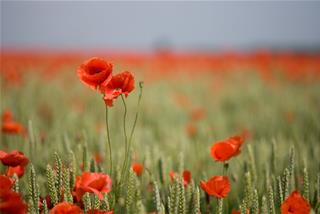 Tử vi thứ 5 ngày 23/6/2022 của 12 con giáp: Sửu thông thái, Tị nóng nảy