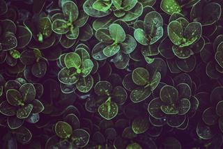 Tử vi Chủ nhật ngày 12/6/2022 của 12 cung hoàng đạo: Ma Kết lười biếng, Song Ngư hay quên