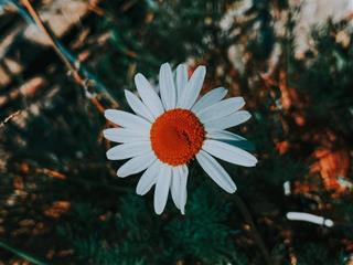 Tử vi thứ 5 ngày 28/7/2022 của 12 con giáp: Dần gặp may, Hợi căng thẳng