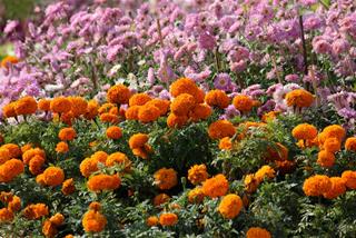 Tử vi thứ 6 ngày 22/7/2022 của 12 cung hoàng đạo: Sư Tử tự tin, Ma Kết nhân ái