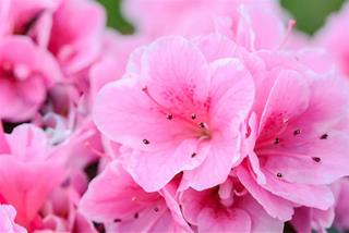 Tử vi thứ 4 ngày 24/8/2022 của 12 cung hoàng đạo: Sư Tử tự tin, Hổ Cáp quyết tâm