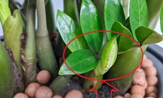 Những cây hiếm khi nở hoa nhưng khi đã nở là thần Tài nhất định gõ cửa