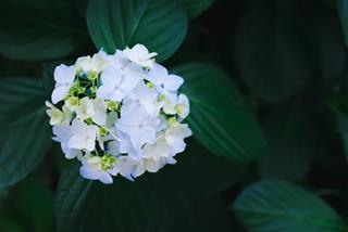 Tử vi thứ 3 ngày 27/9/2022 của 12 con giáp: Dậu ổn định, Dần chểnh mảng