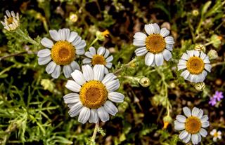 Tử vi thứ 6 ngày 23/9/2022 của 12 cung hoàng đạo: Sư Tử may mắn, Bạch Dương cầu toàn