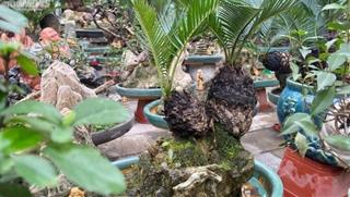 Top 10 cây Tết độc lạ năm 2023 giá hàng trăm triệu đến cả tỷ đồng không phải ai cũng mua được