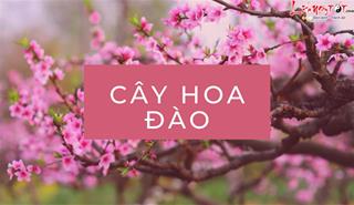 CÂY HOA ĐÀO: Loài hoa mang sắc Xuân và niềm vui, vận may tới mọi nhà