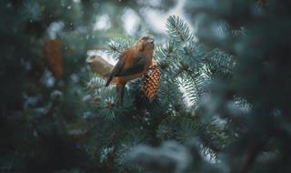 Tử vi Chủ nhật ngày 5/2/2023 của 12 cung hoàng đạo: Xử Nữ nóng vội, Bạch Dương khỏe mạnh