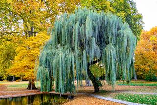 4 loại cây tuyệt đối không trồng trước cửa nhà nếu không muốn mất LỘC!