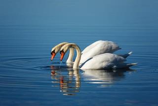 Tử vi Thứ 3 ngày 24/10/2023 của 12 cung hoàng đạo: Sư Tử phân vân, Thiên Bình năng động