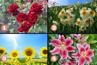 Trắc nghiệm tâm lý: Loại hoa yêu thích tiết lộ khả năng bạn LÀM GIÀU nhanh hay chậm