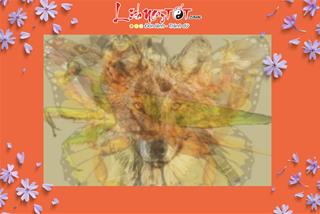 Trắc nghiệm: Hình ảnh đầu tiên nhìn thấy tiết lộ lý do lớn nhất khiến người ta yêu quý, ngưỡng mộ bạn