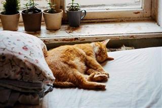 Tử vi thứ 4 ngày 25/10/2023 của 12 cung hoàng đạo: Sư Tử cởi mở, Song Ngư khéo léo