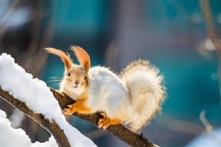 Tử vi thứ 3 ngày 17/10/2023 của 12 con giáp: Hợi tháo vát, Thân kiếm nhiều tiền