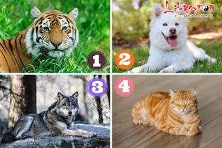 Trắc nghiệm tâm lý: Bạn có thích hợp khởi nghiệp, làm lãnh đạo đứng trên muôn người?