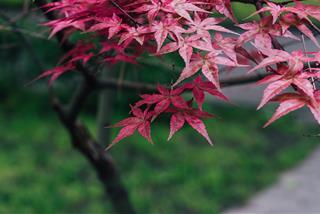 Tử vi thứ 5 ngày 16/11/2023 của 12 cung hoàng đạo: Cự Giải vui đùa, Song Tử sáng tạo