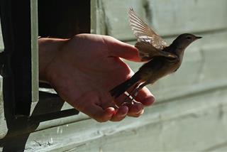 Đức Phật nói về 10 công đức của việc phóng sinh thực sự rất nhiệm màu!