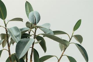 Tử vi thứ 4 ngày 6/12/2023 của 12 con giáp: Sửu trắc trở, Dần thờ ơ