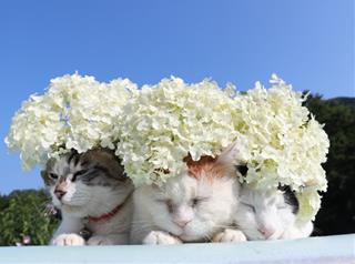 Tử vi thứ 2 ngày 27/2/2023 của 12 cung hoàng đạo: Sư Tử vui tính, Bảo Bình tốt bụng