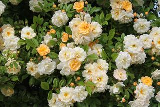 Tử vi thứ 4 ngày 22/2/2023  của 12 con giáp: Tị chật vật, Tuất có bổng lộc