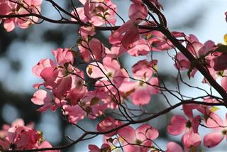 Tử vi thứ 5 ngày 30/3/2023 của 12 con giáp: Tý rắc rối, Thân giữ được tiền