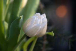 Tử vi Chủ nhật ngày 2/4/2023 của 12 cung hoàng đạo: Sư Tử cố chấp, Bảo Bình thiệt thòi