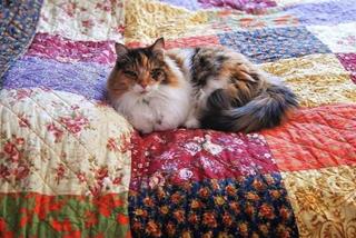 Tử vi thứ 2 ngày 13/3/2023 của 12 cung hoàng đạo: Song Tử dễ tính, Song Ngư ham chơi