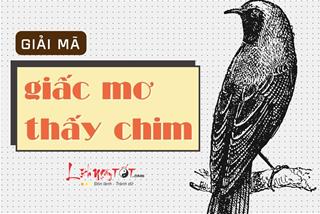 Bật mí những điều bí ẩn về GIẤC MƠ THẤY CHIM – Đi tìm con số may nhất có liên quan