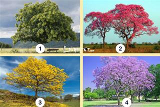 Trắc nghiệm tâm lý: Đâu là thứ bạn có NHIỀU NHẤT trong tương lai?