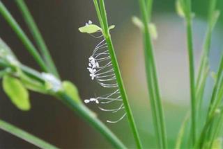 4 loài hoa của Phật giáo cực linh thiêng: May mắn được thấy hoa là điềm lành, phước báu vô cùng!