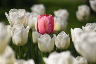 Tử vi thứ 4 ngày 10/5/2023 của 12 con giáp: Hợi dễ trúng thưởng, Tị gan lì