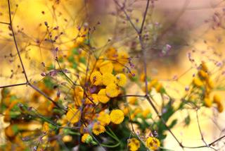 Tử vi Chủ nhật ngày 14/5/2023 của 12 con giáp: Dậu thu lợi lớn, Tý vui vẻ