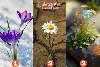 Trắc nghiệm tâm lý: Chọn 1 bông hoa để biết người khác ẤN TƯỢNG điều gì nhất về bạn!