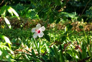 Tử vi thứ 5 ngày 20/4/2023 của 12 con giáp: Tý tăng nguồn thu, Tị lạc quan