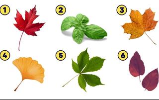 Trắc nghiệm tâm lý: Ưu điểm nổi trội trong tính cách sẽ dẫn đời bạn về đâu?