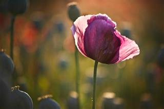 Tử vi Chủ nhật ngày 4/6/2023 của 12 con giáp: Hợi xởi lởi, Ngọ thắng lớn