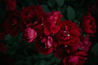 Tử vi tuần mới của 12 con giáp từ 15 - 21/5/2023: Tuất tốn tiền, Dần suy tư