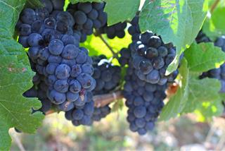 Tử vi thứ 4 ngày 28/6/2023 của 12 con giáp: Sửu may mắn, Dậu chịu khó